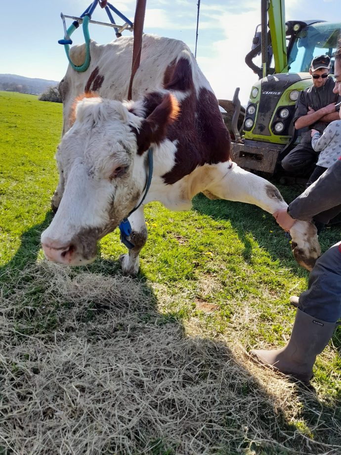 ⁦ELEVATEUR BOVIN 1000 KG⁩ - الصورة ⁦2⁩