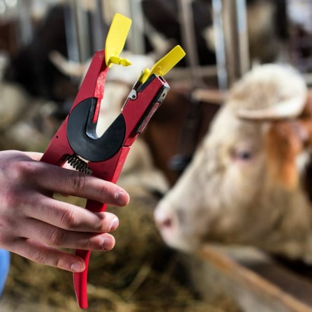 PINCE A BOUCLE DESBESTIAUX