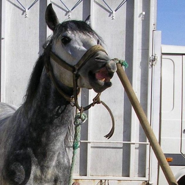 TORD NEZ POUR CHEVAL EN BOIS